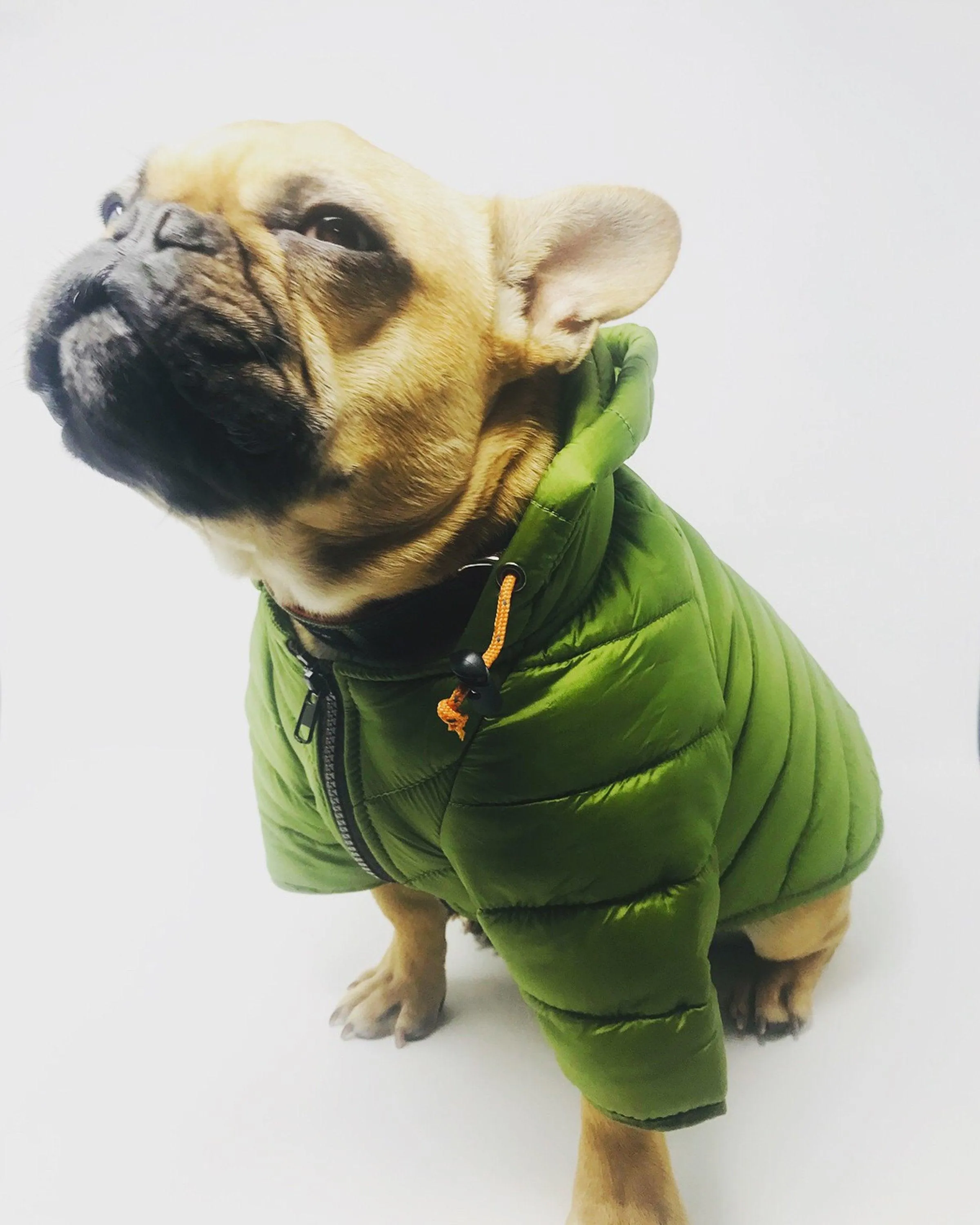 Wagwear Puffer Jacket